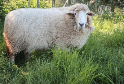 Brebis avant la tonte