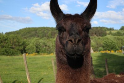Pépito_Ferme_Pédaogoique